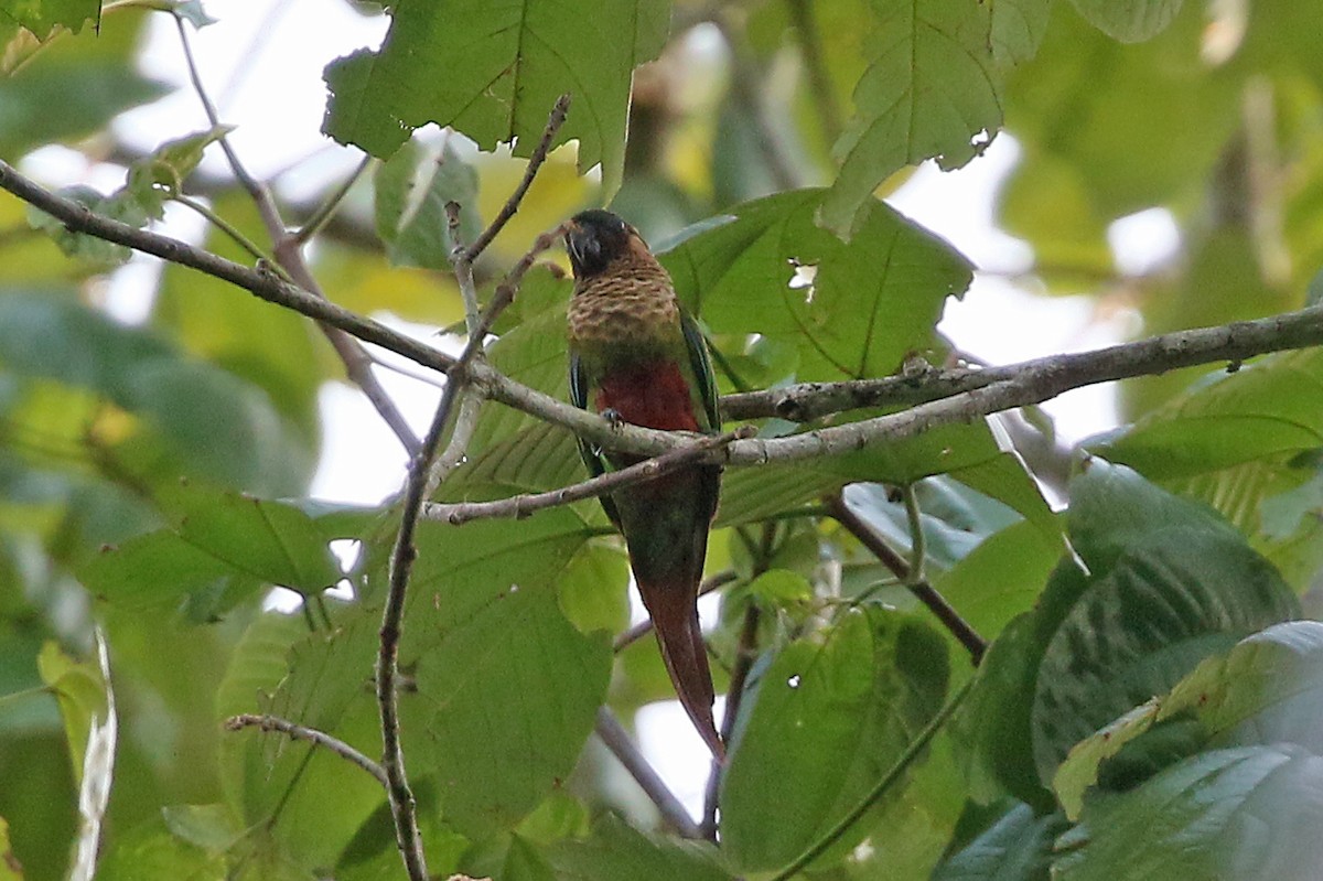 Santarem Parakeet - ML532252801