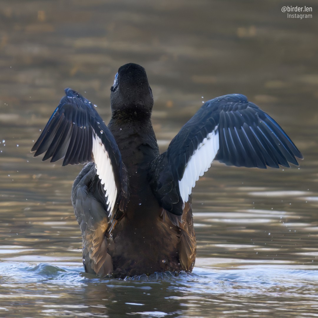 White-winged Scoter - ML532252831