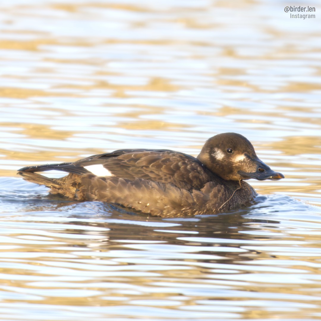 White-winged Scoter - ML532252841