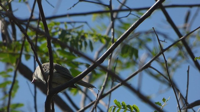 Southern Beardless-Tyrannulet - ML532253031