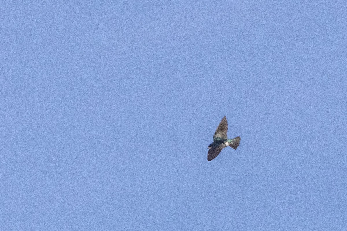 Golondrina Bicolor - ML532253041