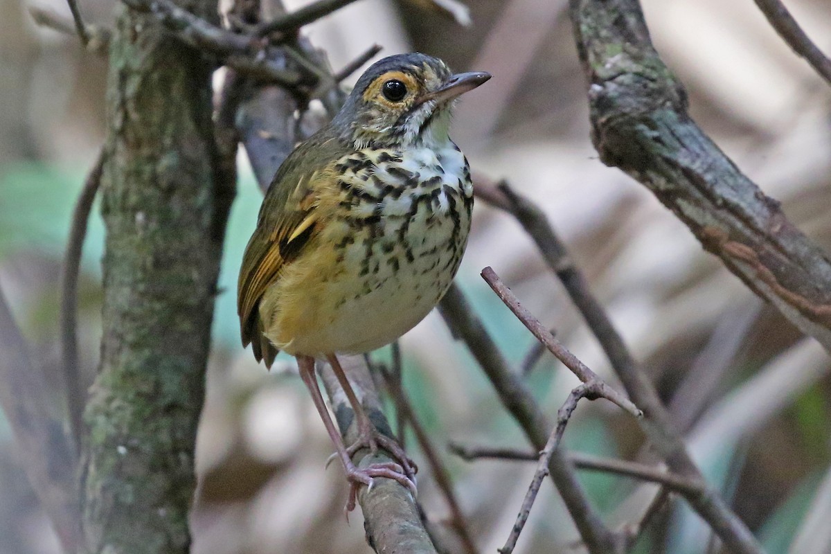 Snethlage's Antpitta - ML532253271