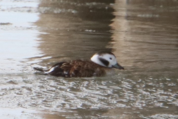 Long-tailed Duck - Phil Mills