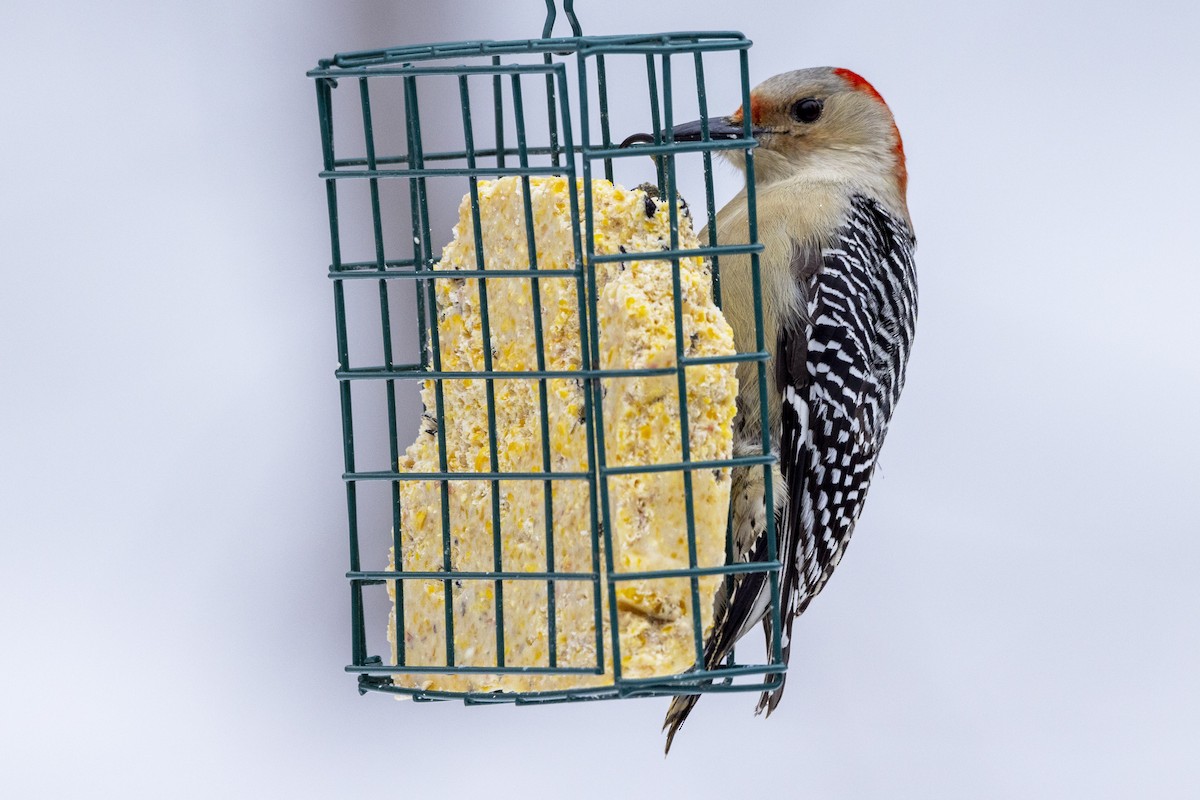 Red-bellied Woodpecker - ML532253361