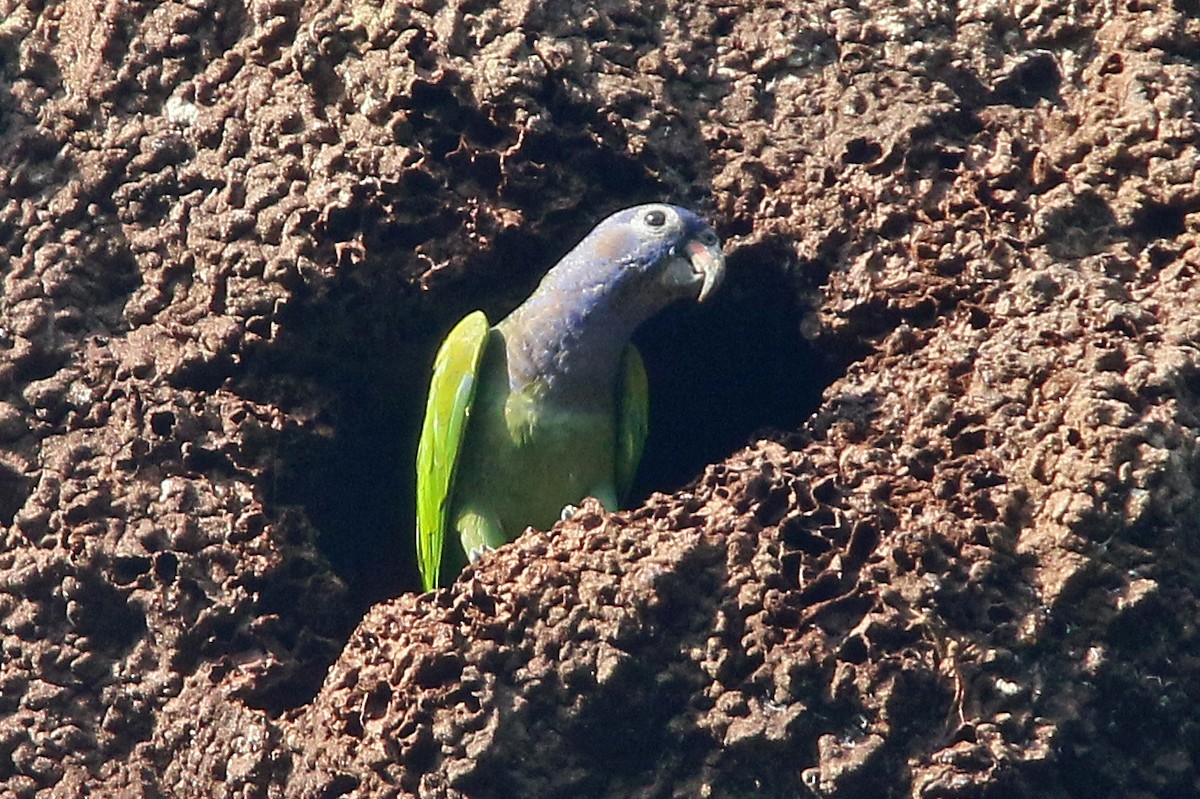 Blue-headed Parrot - ML532253961