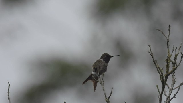 Colibri améthyste - ML532254161