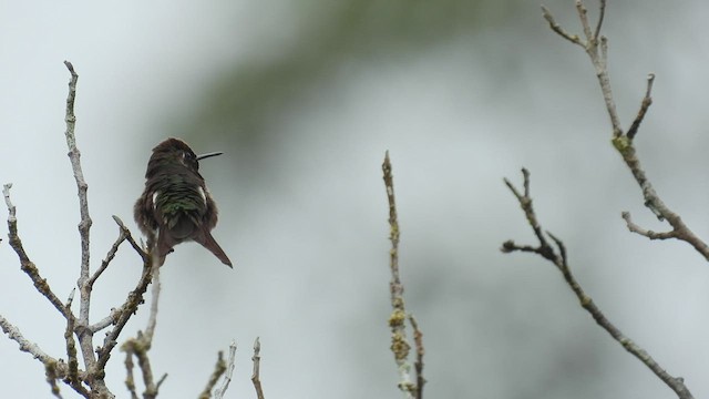 Amethyststernkolibri - ML532254171