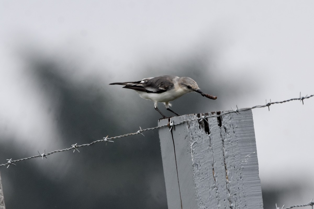 White-rumped Monjita - Chris Farias