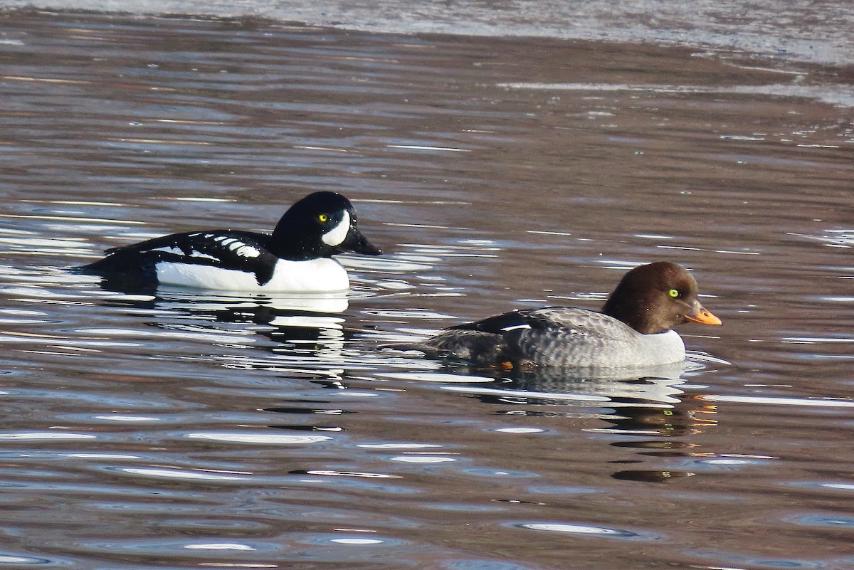 Barrow's Goldeneye - ML532254461