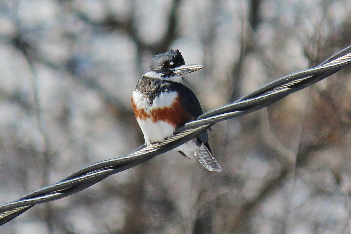 Belted Kingfisher - ML532254741