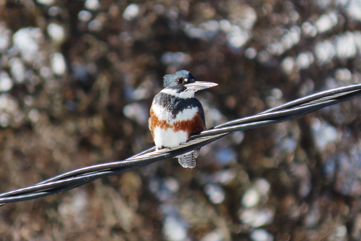 Belted Kingfisher - ML532254751