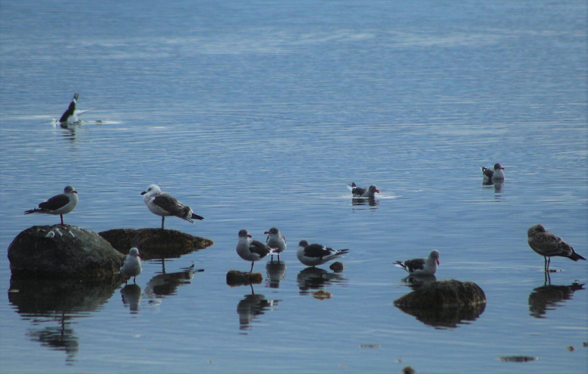 Dolphin Gull - ML53225531