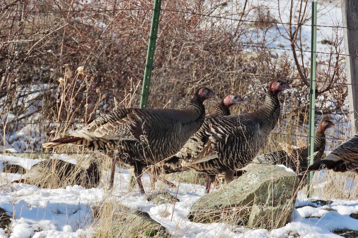 Wild Turkey - ML532255421