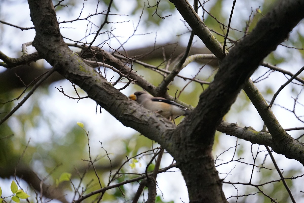 Yellow-billed Grosbeak - ML532255511