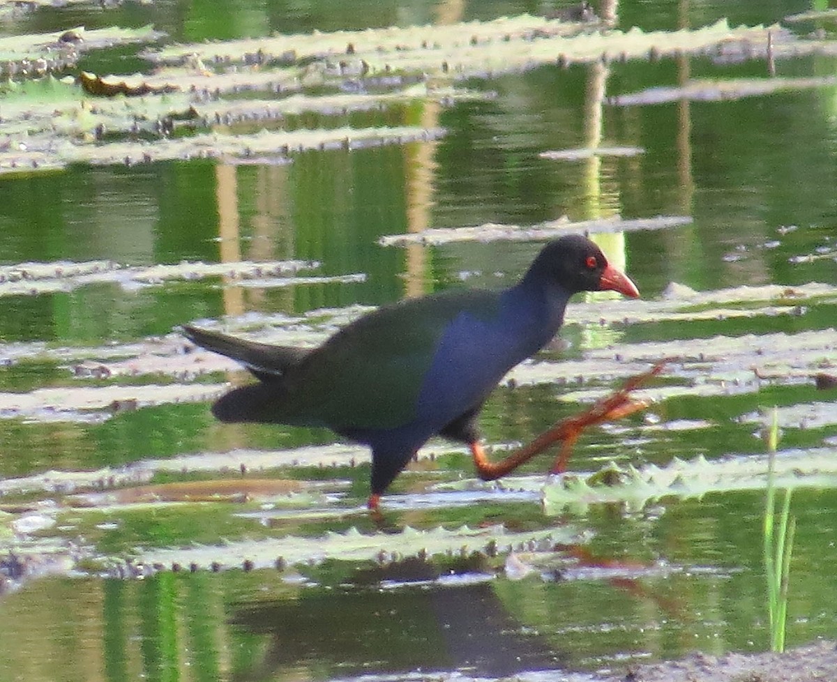 Allen's Gallinule - ML532255911