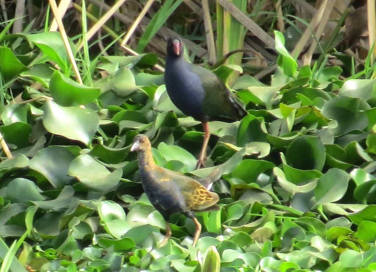 Allen's Gallinule - ML532256001