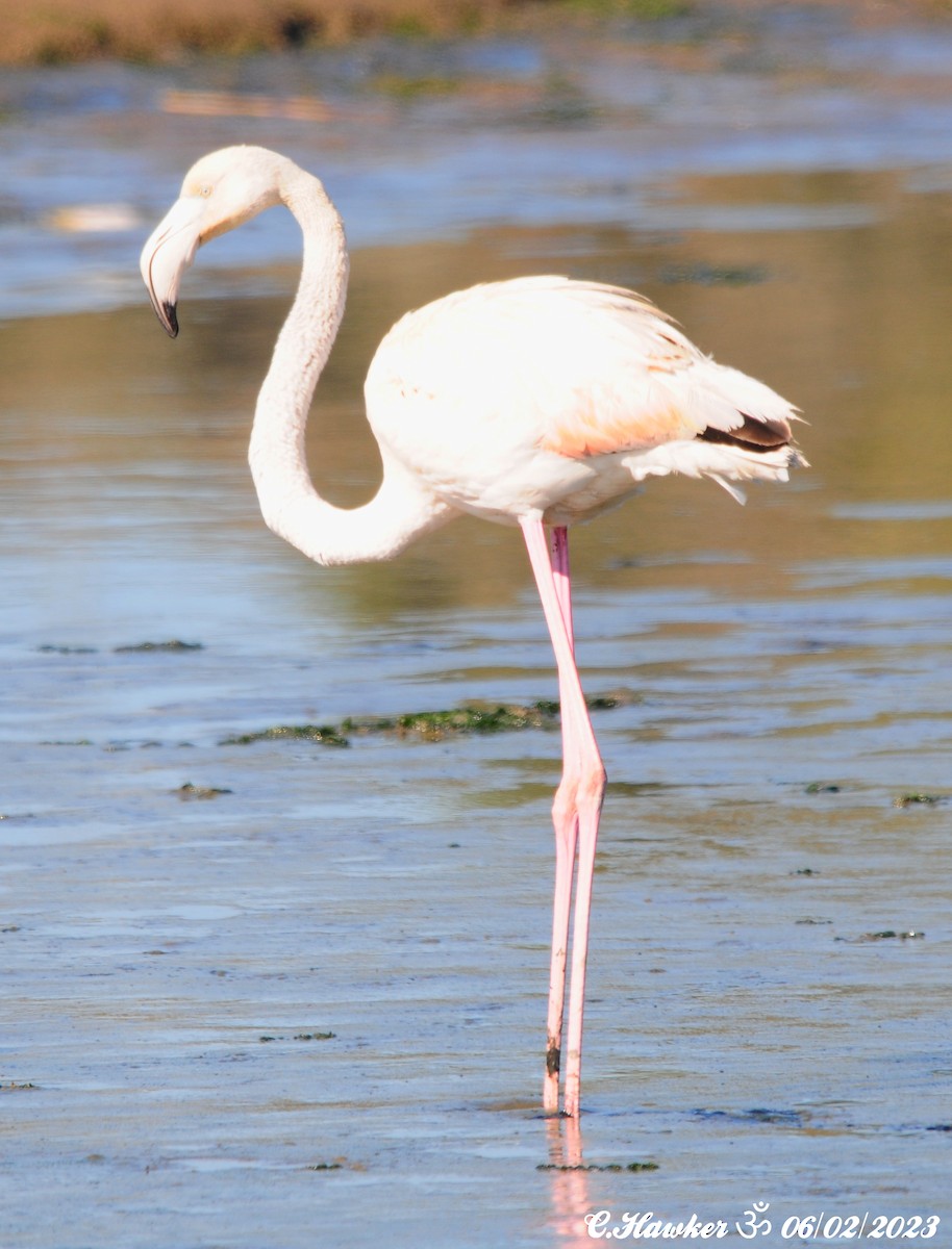 Greater Flamingo - ML532257281