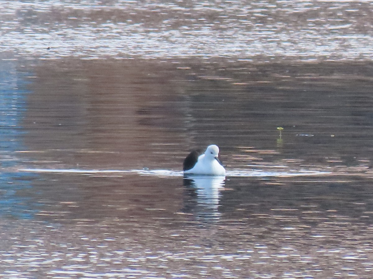 Andean Avocet - ML532259241