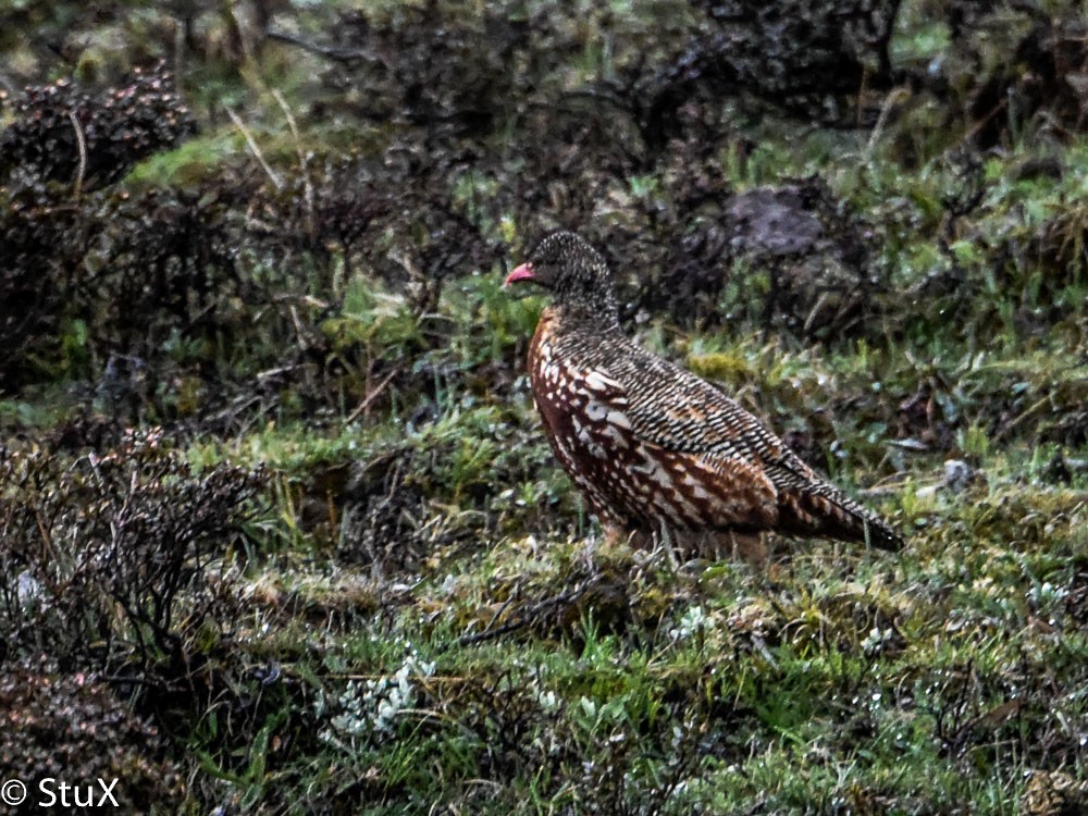 Snow Partridge - ML532260321