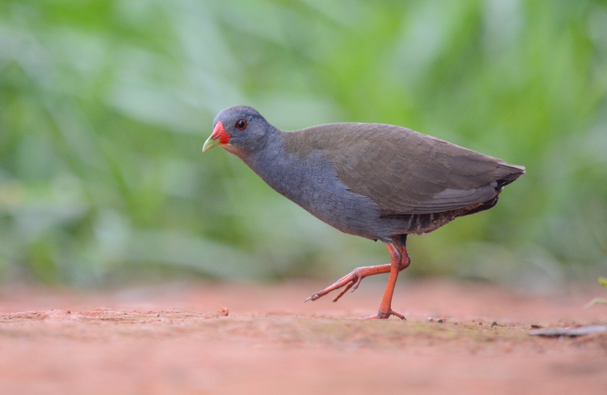 Paint-billed Crake - ML532261391