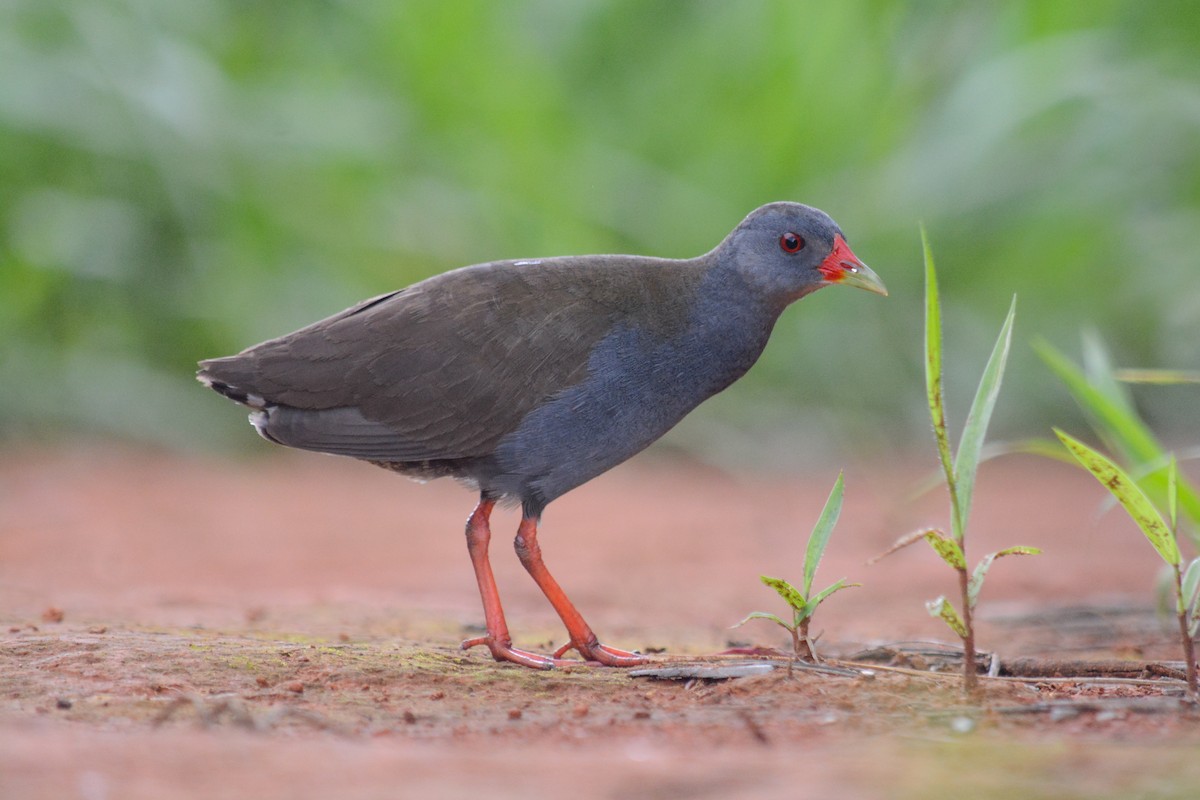 Paint-billed Crake - Afonso Carlos  Oliveira