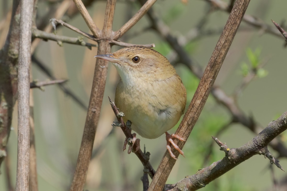 Common Grasshopper Warbler - ML532261711