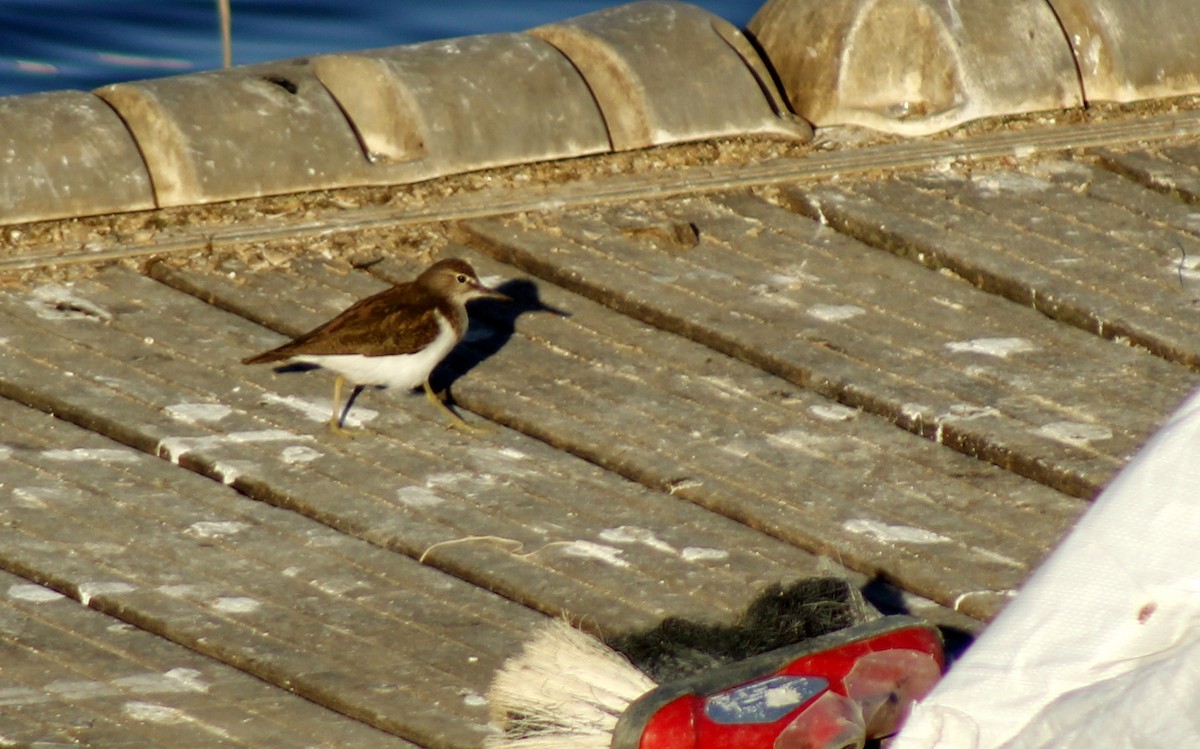 Common Sandpiper - ML532262081