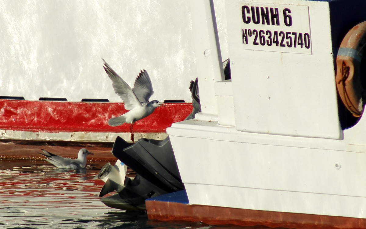 Black-headed Gull - ML532262191