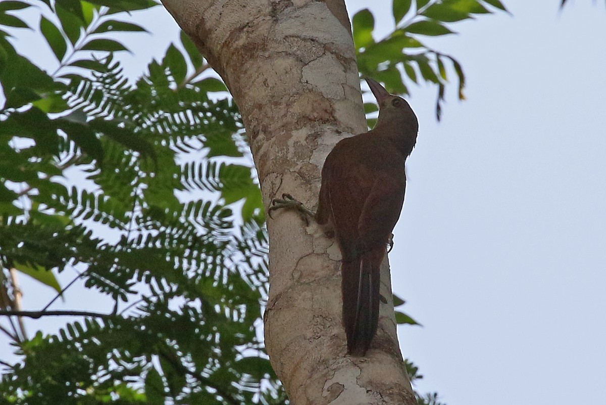 Uniform Woodcreeper (Brigida's) - Phillip Edwards