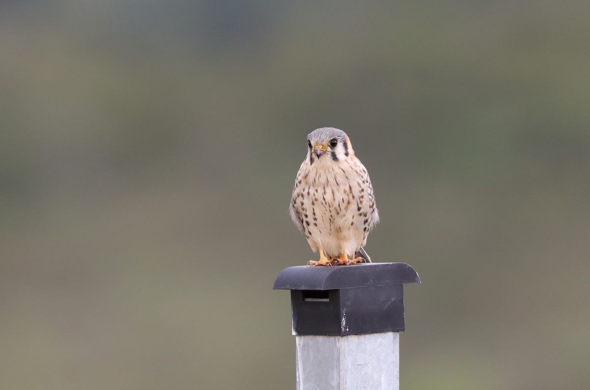 American Kestrel - ML532263771