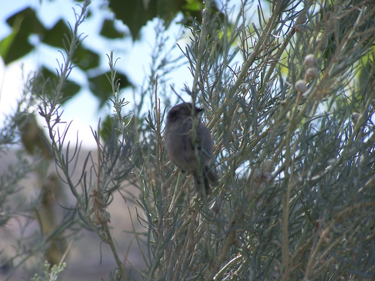 Bushtit - ML532263831