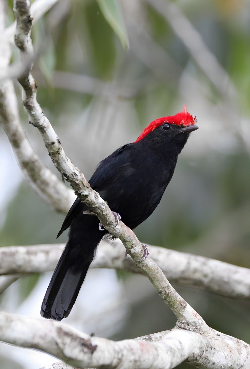 Helmeted Manakin - ML532264341