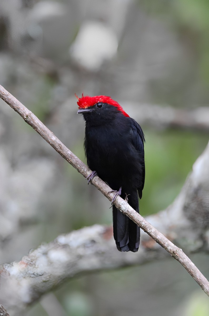 Helmeted Manakin - ML532264351