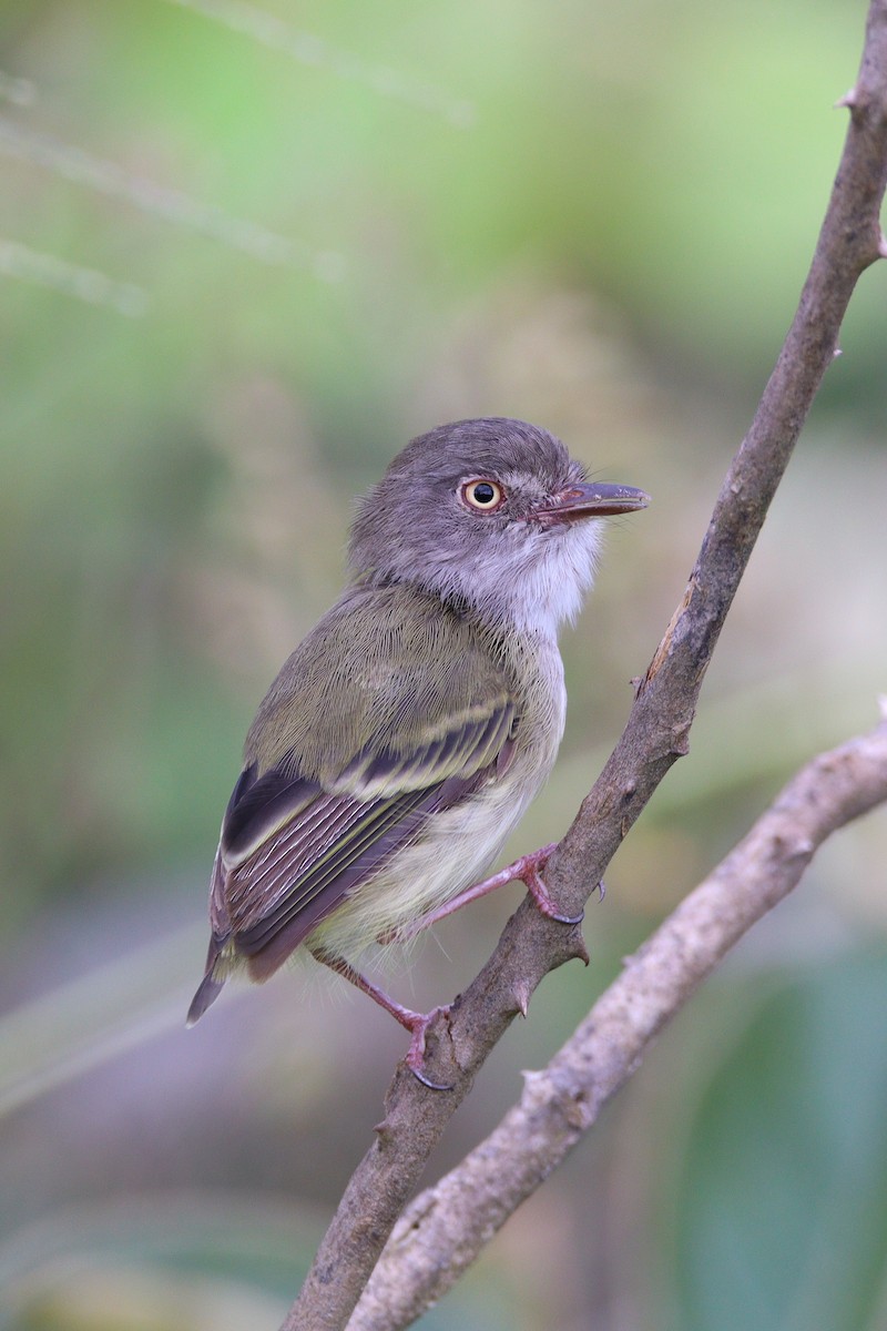 Pearly-vented Tody-Tyrant - Afonso Carlos  Oliveira