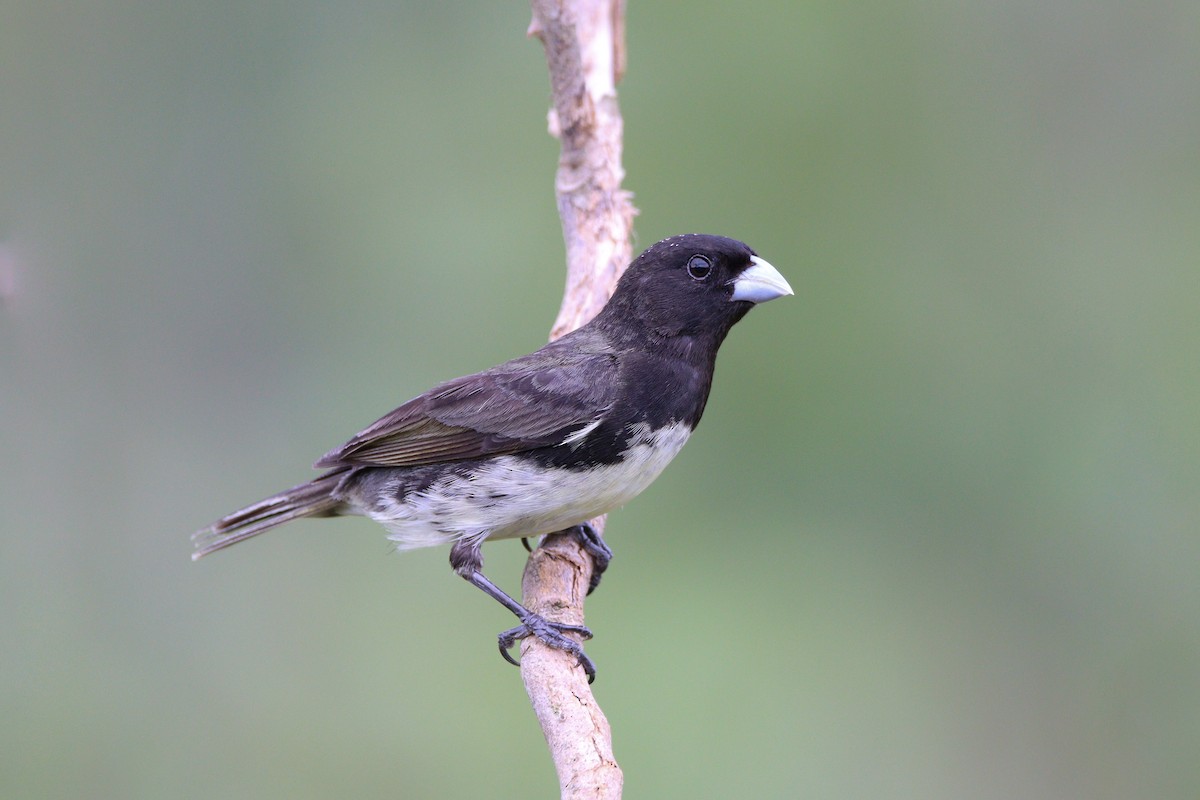 Yellow-bellied Seedeater - Afonso Carlos  Oliveira