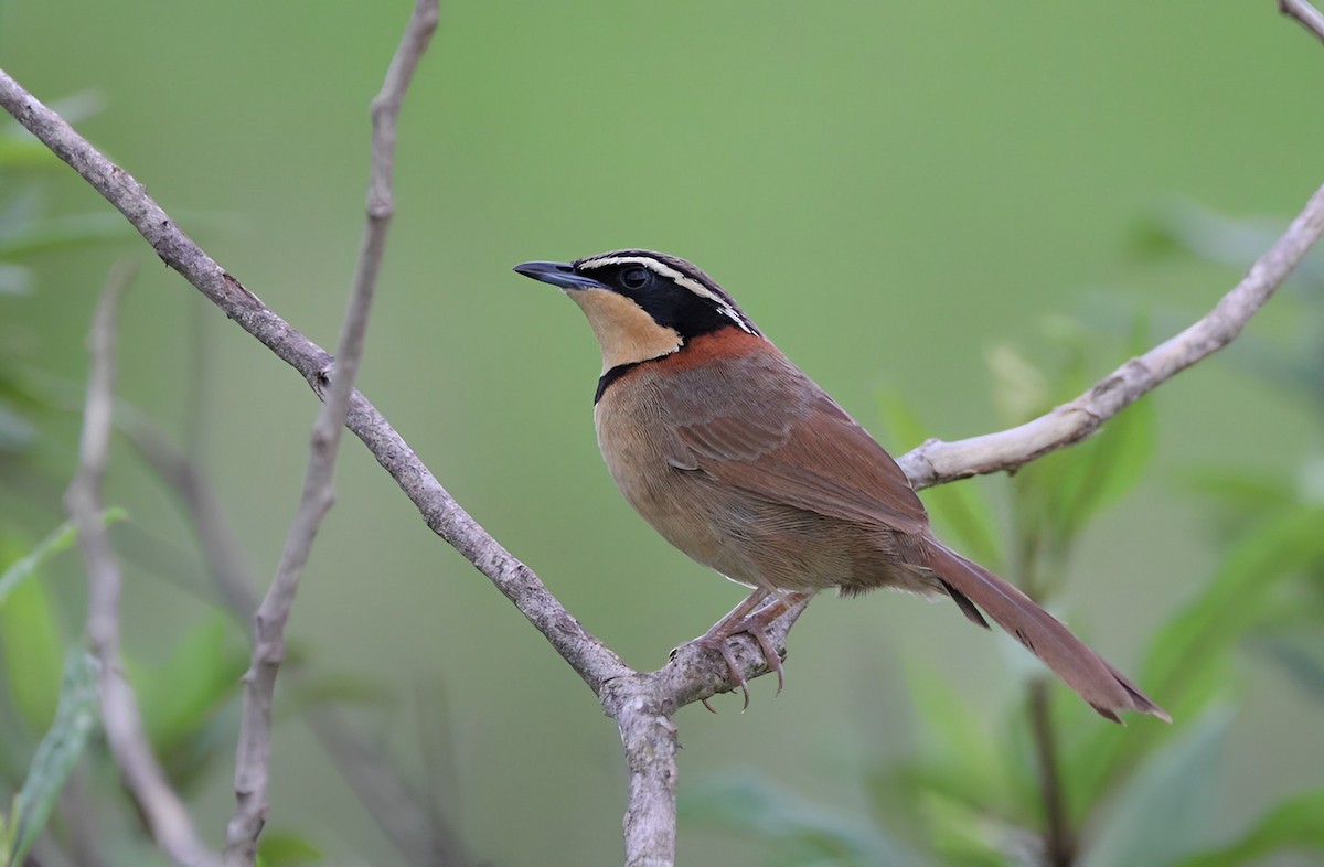 Collared Crescentchest (Collared) - ML532264851