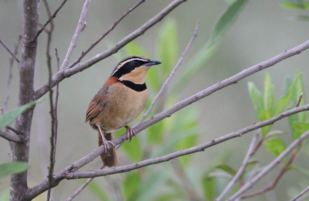 Collared Crescentchest (Collared) - ML532264861