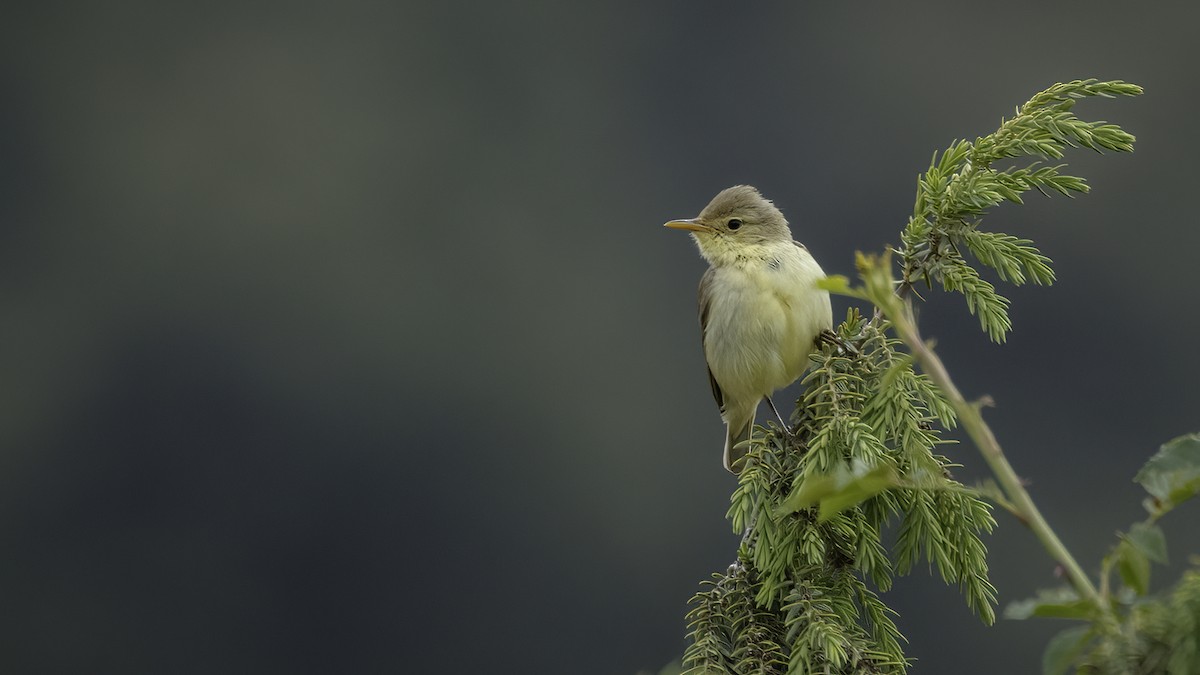 Melodious Warbler - ML532265071