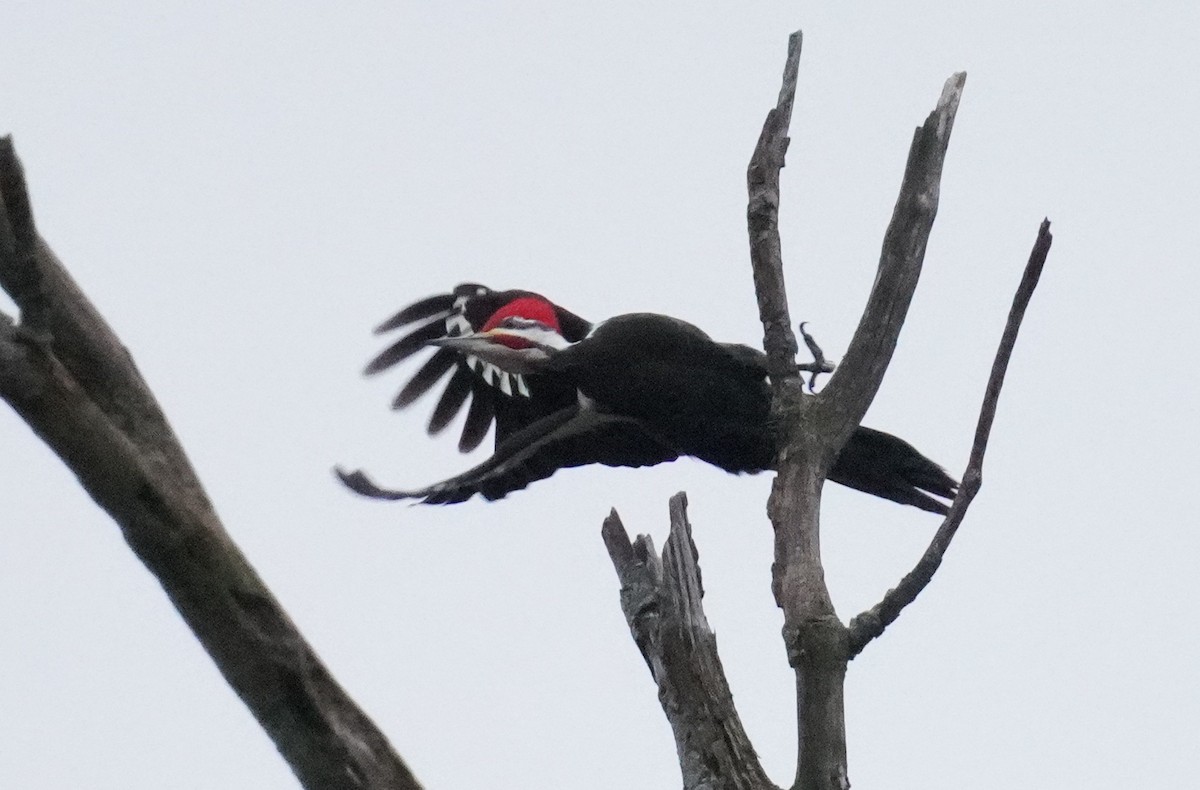 Pileated Woodpecker - ML532265701