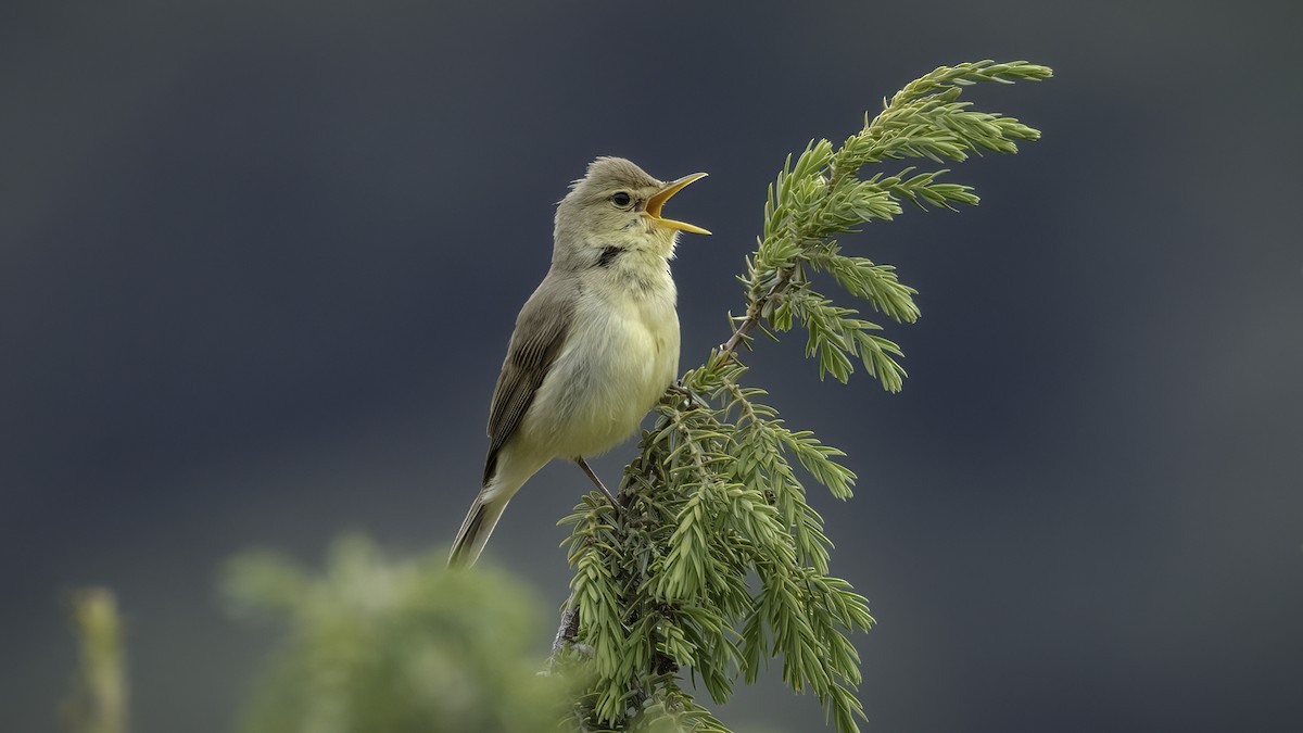 Melodious Warbler - ML532265891