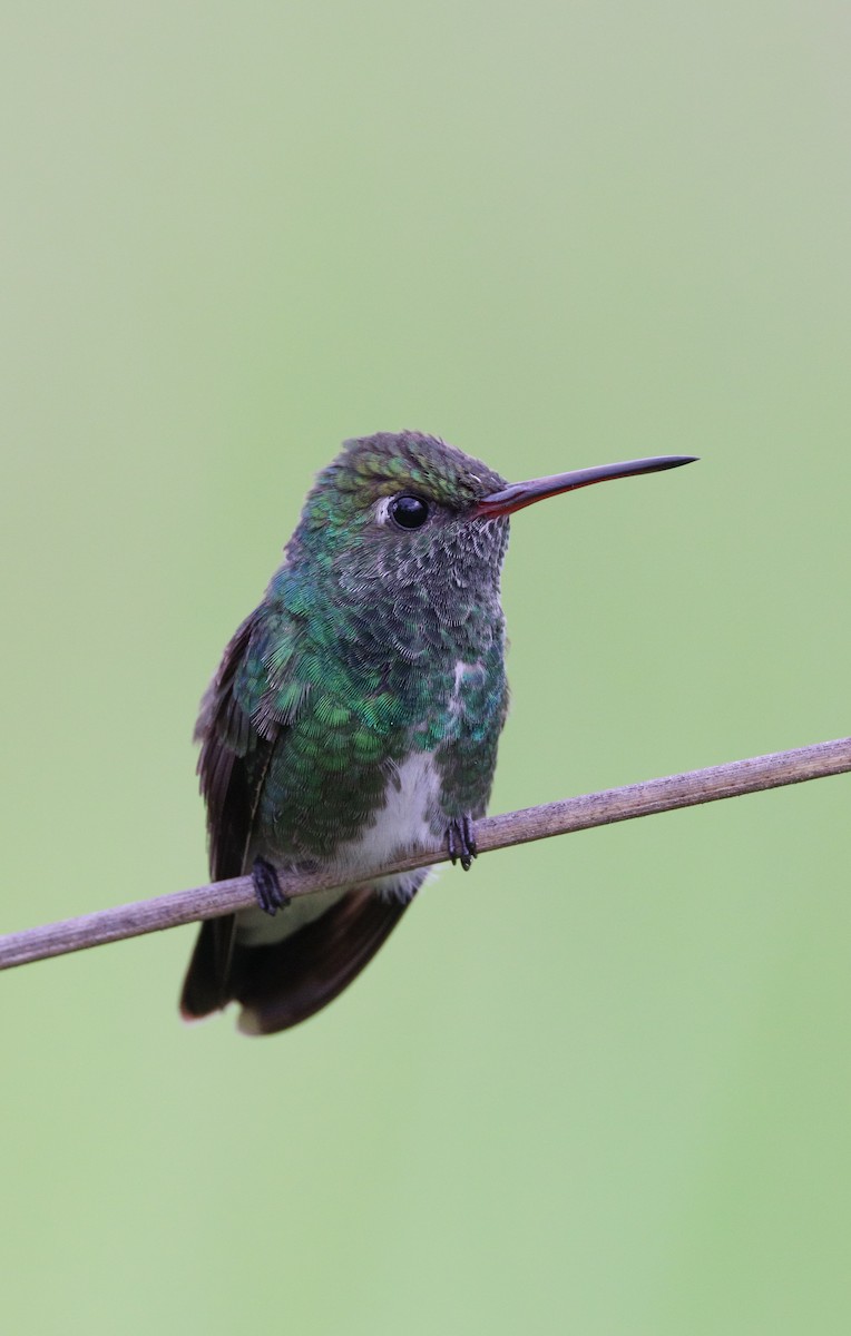 Glittering-throated Emerald - ML532266251