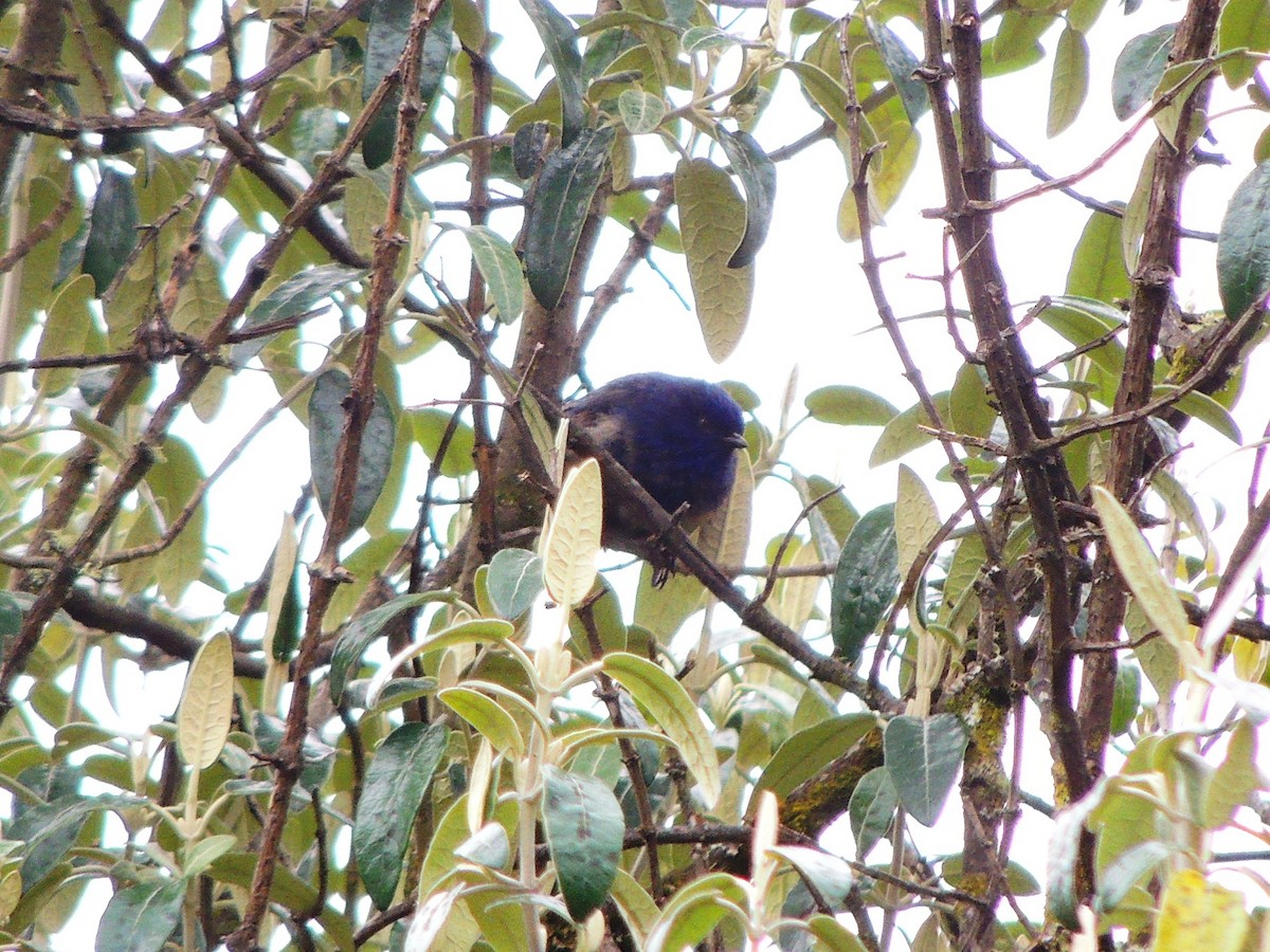 Tit-like Dacnis (petersi/bella) - ML53226651