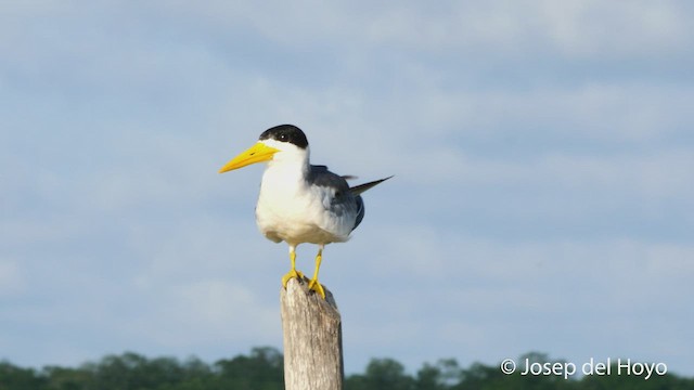 Large-billed Tern - ML532266641