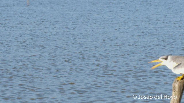 Large-billed Tern - ML532266701