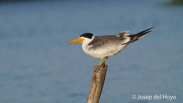 Large-billed Tern - ML532266721