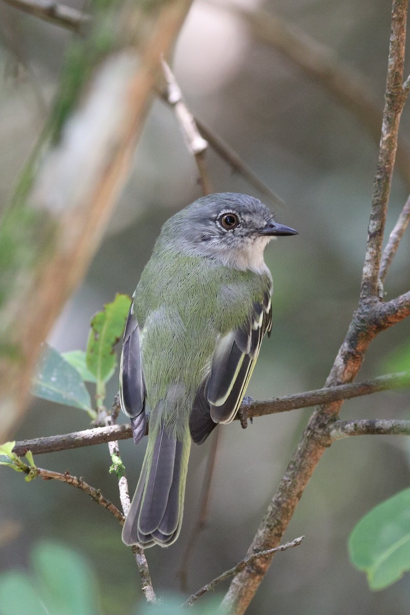 Gray-headed Elaenia - ML532267171