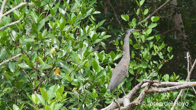 Bare-throated Tiger-Heron - ML532267291