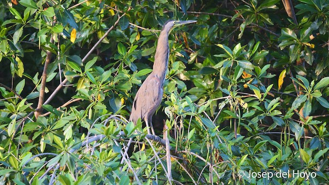 Bare-throated Tiger-Heron - ML532267301