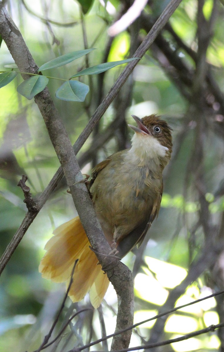 White-eyed Foliage-gleaner - Afonso Carlos  Oliveira