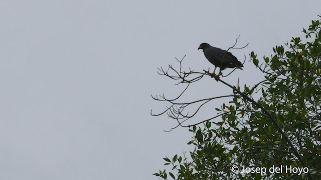 Common Black Hawk - ML532267551